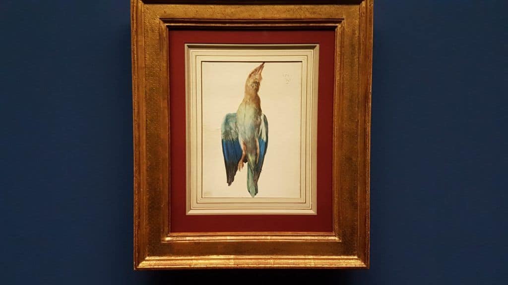 Albrecht Dürer "A Blue Roller" (c. 1500) in the exhibition in Albertina. Photo: Art with me! e.U., 2019